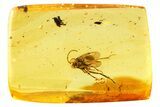 Fossil Parasitoid (Nightshade) Wasp (Evaniidae) In Baltic Amber #357914-2